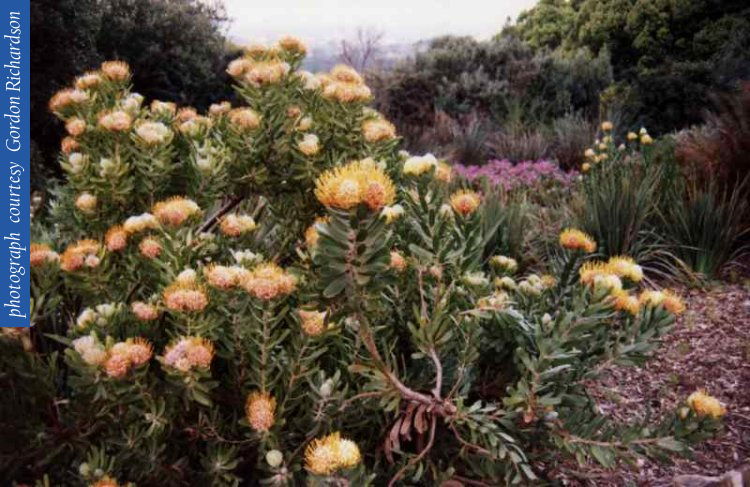 14_leucospermum_bushe
